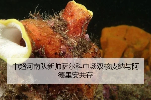 zhong-chao-he-nan-dui-xin-shuai-sa-er-ke-zhong-chang-shuang-he-pi-na-yu-a-de-li-an-gong-cun-3-652.jpg